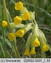 Primula veris (pierwiosnek lekarski)