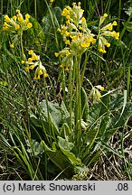 Primula veris (pierwiosnek lekarski)