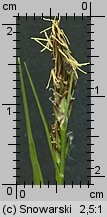 Carex pilulifera (turzyca pigułkowata)