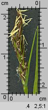 Carex pilulifera (turzyca pigułkowata)