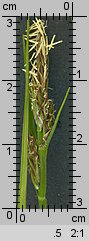 Carex pilulifera (turzyca pigułkowata)