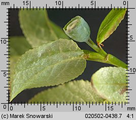 Vaccinium myrtillus (borówka czarna)