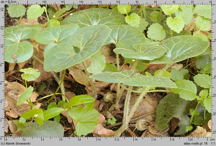 Asarum europaeum (kopytnik pospolity)
