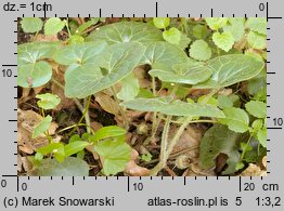 Asarum europaeum (kopytnik pospolity)