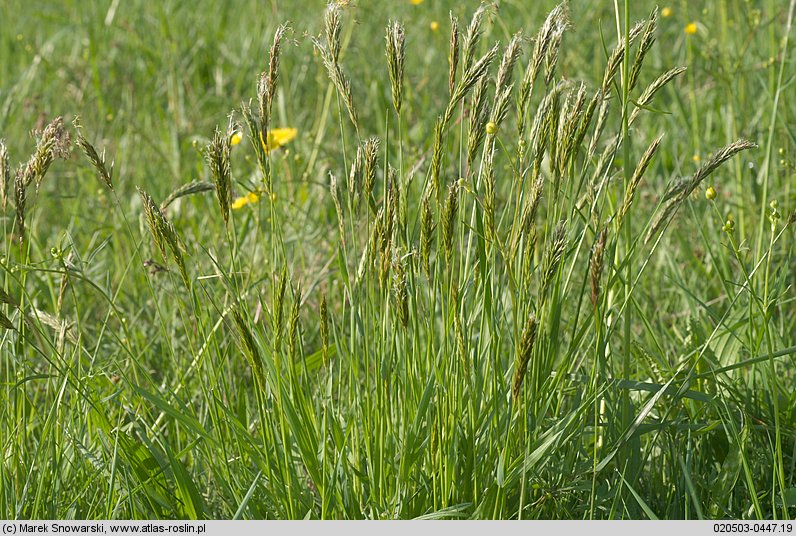 Anthoxanthum odoratum s.str. (tomka wonna)