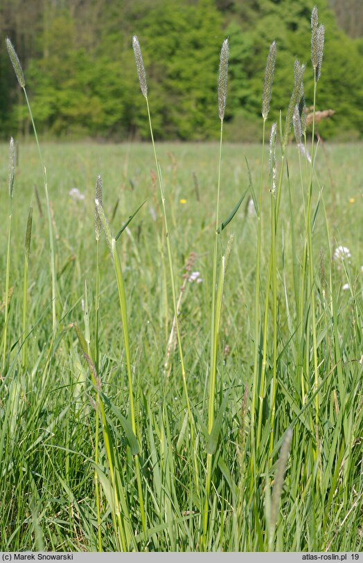 Alopecurus pratensis (wyczyniec łąkowy)