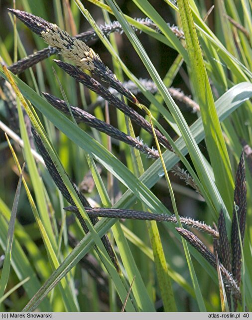 Carex gracilis (turzyca zaostrzona)