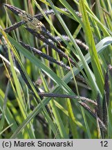 Carex gracilis (turzyca zaostrzona)