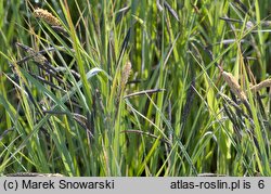 Carex gracilis (turzyca zaostrzona)