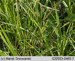 Carex vulpina (turzyca lisia)