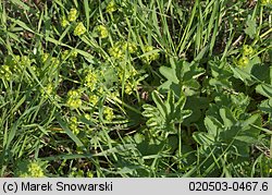 Alchemilla monticola (przywrotnik pasterski)