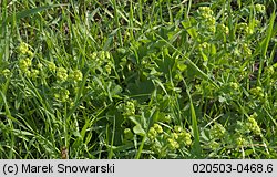 Alchemilla monticola (przywrotnik pasterski)