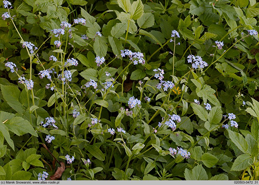 Myosotis sylvatica (niezapominajka leśna)