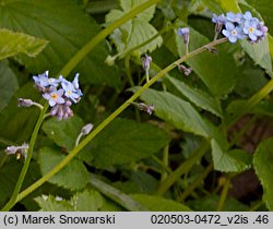 Myosotis sylvatica (niezapominajka leśna)