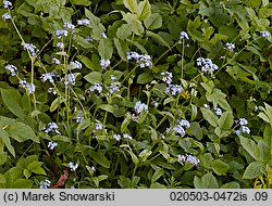 Myosotis sylvatica (niezapominajka leśna)