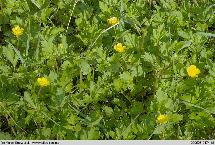 Ranunculus repens (jaskier rozłogowy)