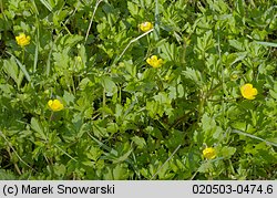 Ranunculus repens (jaskier rozłogowy)