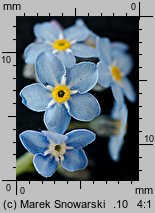 Myosotis sylvatica (niezapominajka leśna)