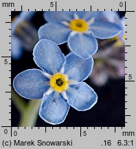 Myosotis sylvatica (niezapominajka leśna)