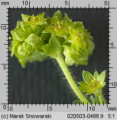 Alchemilla monticola (przywrotnik pasterski)
