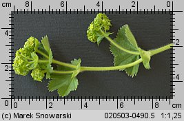 Alchemilla monticola (przywrotnik pasterski)