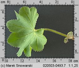 Alchemilla monticola (przywrotnik pasterski)