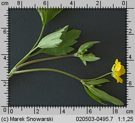 Ranunculus repens (jaskier rozłogowy)