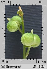 Mercurialis perennis (szczyr trwały)