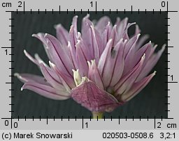 Allium schoenoprasum (czosnek szczypiorek)