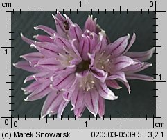 Allium schoenoprasum (czosnek szczypiorek)