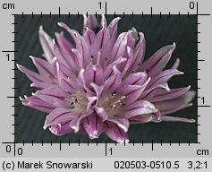 Allium schoenoprasum (czosnek szczypiorek)