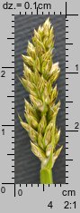 Carex vulpina (turzyca lisia)