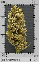 Carex vulpina (turzyca lisia)