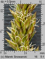 Carex vulpina (turzyca lisia)
