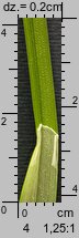 Carex vulpina (turzyca lisia)