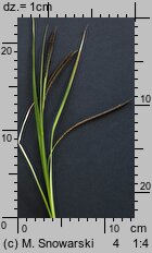 Carex gracilis (turzyca zaostrzona)