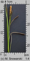 Carex gracilis (turzyca zaostrzona)