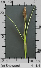 Carex acutiformis (turzyca błotna)