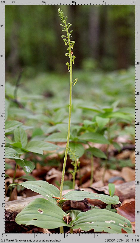 Listera ovata (listera jajowata)