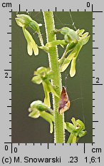 Listera ovata (listera jajowata)