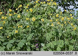 Chelidonium majus (glistnik jaskółcze ziele)