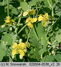 Chelidonium majus (glistnik jaskółcze ziele)