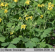 Chelidonium majus (glistnik jaskółcze ziele)