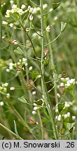 Capsella bursa-pastoris (tasznik pospolity)