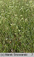 Capsella bursa-pastoris (tasznik pospolity)