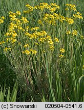 Senecio vernalis (starzec wiosenny)