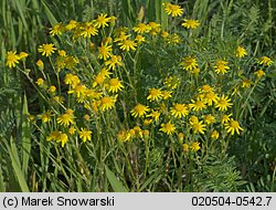 Senecio vernalis (starzec wiosenny)