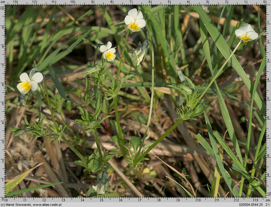 Viola arvensis (fiołek polny)