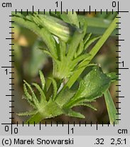 Viola arvensis (fiołek polny)