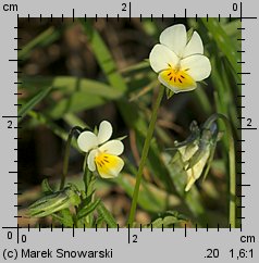 Viola arvensis (fiołek polny)